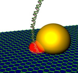 Schematic drawing of graphene nanopore with self-integrated optical antenna (gold) that enhances the optical readout signal (red) of DNA as it passes through a graphene nanopore. - See more at: http://newscenter.lbl.gov/2014/11/05/golden-approach-to-high-speed-dna-reading/#sthash.lZ7JPht0.dpuf