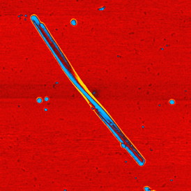 A twisted ribbon of cadmium telluride nanoparticles. University of Michigan engineering researchers have discovered that circularly polarized light can affect the chirality, or handedness, of nanoparticle chains. Their findings could provide insights into the structure of life. TIFF file is also available. Credit: Jihyeon Yeom