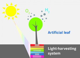 Artificial catalysts imitate natural photo-synthesis.
CREDIT: HZB