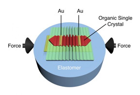 Schematic of wrinkled rubrene single-crystal field-effect transistor. Wrinkles are obtained when in-plane compressive strain is applied on the elastomeric substrate. Electric current between gold (Au) electrodes is modulated by the deformation imposed by the wrinkles.
CREDIT: UMass Amherst