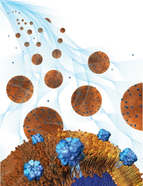 Toxin-absorbing nanoparticles are loaded into a holding gel to make a nanosponge-hydrogel, which can potentially treat local bacterial infections.
CREDIT: Weiwei Gao/Jacobs School of Engineering/UC San Diego