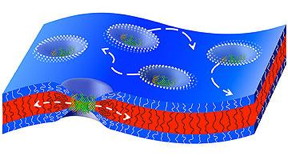 Natural channel proteins move sideways in a thick artificial membrane that condenses around the channel proteins.
Image: Reprinted with permission from ACS
