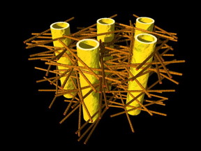 Illustration shows complex biostructure of dentin: the dental tubuli (yellow hollow cylinders, diameters appr. 1 micrometer) are surrounded by layers of mineralized collagen fibers (brown rods). The tiny mineral nanoparticles are embedded in the mesh of collagen fibers and not visible here.
Credit: JB Forien @Charit