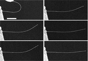 A time-lapse series of images of a nanowire exhibiting anelasticity. At top left, the image shows a nanowire bent almost in half, and then 5 seconds after release (middle left), 10 seconds (bottom left), 60 seconds (top right), 10 minutes (middle right), and 20 minutes (bottom right) after release. Image credit: Yong Zhu. 