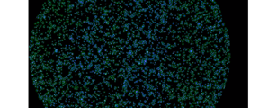 HeLa cells labeled with DAPI, Alexa 488 - Ki67, Alexa 555 - Phalloidin, Whole Cell Stain. 521nm = Red Channel, 612nm = Green Channel, 673 = Blue Channel