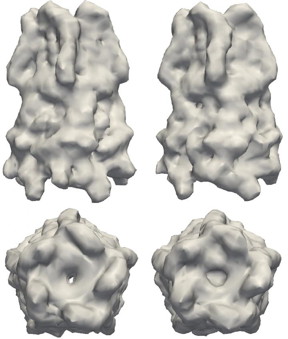Structures to the left are models of the pentameric ligand-gated ion channel, which mediate fast synaptic communication by converting chemical signals into an electrical response. The structures on the right are reconstructions of pLGIC from FXS data using M-TIP.
CREDIT: Jeffrey J. Donatelli, Berkeley Lab