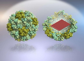 Virus-protein-coated DNA origami nanostructures. With the help of protein encapsulation, DNA origamis can be transported into human cells much more efficiently.
CREDIT
Image: Veikko Linko and Mauri Kostiainen.