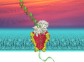 This is an illustration of a nanopore derived from a genetically modified bacterial membrane channel with DNA passing through it.
CREDIT: Ian Derrington, University of Washington
