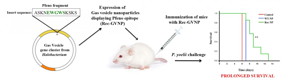 Pentapeptide insert from Plasmodium spp. enolase is diplayed on Archaeal gas vesicle nanoparticles. Recombinant particles were used to immunize mice. After two boosters, immunized mice were challenged with a lethal mouse malarial parasite and compared with other mice that were immunized with native gas vesicles. Comparison shows prolonged survival for pentapeptide immunized mice.
CREDIT: Sneha Dutta