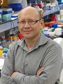 Dmitri Simberg, Ph.D., and University of Colorado Cancer Center colleagues unravel the mechanisms that let the immune system recognize nanoparticles, potentially helping useful particles evade the body's defenses.
Credit: CU Cancer Center