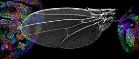 Drosophila wing size control depends on the spreading of the Dpp morphogen.
CREDIT: University of Basel, Biozentrum