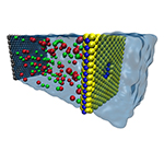 A computer model of a nanopore in a single-layer sheet of MoS2 shows that high volumes of water can pass through the pore using less pressure than standard plastic membranes. Salt water is shown on the left, fresh water on the right.

Graphic courtesy of Mohammad Heiranian