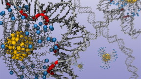 Researchers used a computer model of gold nanoparticles and ligands to determine how nucleic acids respond to various charges. In technical language, the image shows the binding of alkyl ligand functionalized gold nanoparticles with protonated amine end groups (the blue spheres) to double stranded DNA. Image credit: Jessica Nash.