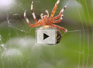 Spider glue's humidity-defiant stickiness could help scientists design smarter adhesives.  
Credit: American Chemical Society 