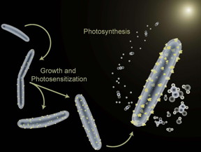 The bacterium Moorella thermoacetica is being used to perform photosynthesis and also to synthesize semiconductor nanoparticles in a hybrid artificial photosynthesis system for converting sunlight into valuable chemical products.
CREDIT: Peidong Yang, Berkeley Lab/UC Berkeley