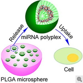 The polymer sphere delivers the microRNA into cells already at the wound site, which turns the cells into bone repairing machines. Image credit: Peter Ma