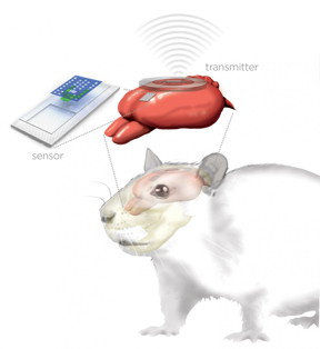 This is an artist's rendering of the brain sensor and wireless transmitter monitoring a rat's brain.
CREDIT: Graphic by Julie McMahon