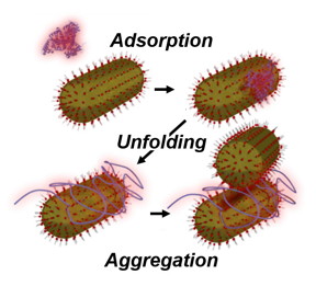 Rice University researchers observed nanoparticle aggregation induced by low concentrations of unfolded serum albumin proteins. They believe the proteins unfold upon binding to gold nanoparticles and prevent other proteins from joining them to form a protective casing around the particle.Credit: Rice University
