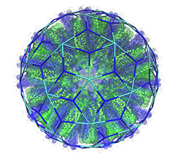 The picture shows a model of one of the SAPN particles that has been constructed by Newton Wahome based on a tiling by Giuliana Indelicato, illustrating how tiling theory predicts the surface architecture of the nanoparticle. Wahome and Indelicato are the joint first authors of this paper.