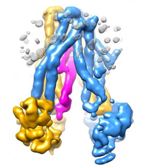 The cold sore virus, shown in pink, inserts itself into TAP, a transporter protein whose function is key to the body's immune defenses. By jamming the transporter, the virus is able to hide from the immune system.
CREDIT: Laboratory of Membrane Biology and Biophysics at The Rockefeller University/Nature