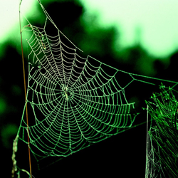 Public Domain, https://pixabay.com/en/spider-web-spider-pattern-morning-920702/