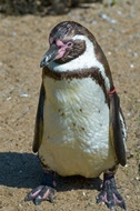 The architecture of Humboldt penguins' feathers make them ice-proof. 
Credit: tatianaput/iStock/Thinkstock
