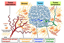 The complex microenvironment of tumors is presenting a challenge in developing effective anticancer treatments that attempt to harness nanotechnology. Researchers are recommending pivotal changes in the field of cancer nanotechnology because experiments with laboratory animals and efforts based on current assumptions about drug delivery have largely failed to translate into successful clinical results. Purdue University image/Bumsoo Han, Kinam Park, Murray Korc