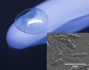 The center of an artificial cornea (on glove) is coated with tiny pillars that impale and kill bacterial cells (inset).
CREDIT: Jonathan Pegan (cornea) and Mary Nora Dickson (inset)