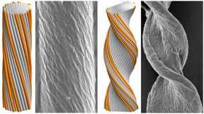 Cyindrical (left) and tape-like (right) twisted filament bundles: model morphologies (simulated assemblies) and experimental observations (amyloid fibers). Greg Grason and colleagues have for the first time identified key factors that govern the final morphology of self-assembling chiral filament bundles.
CREDIT: UMass Amherst/Greg Grason