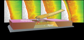 Nanoscale imaging in liquids is critical for understanding key electrochemical processes and the design of rechargeable batteries. A novel approach using a combination of microwaves, a scanning probe and ultrathin membranes avoids the radiation damage caused by imaging methods employing highly energetic X-ray and electron beams.

Image credit: Oak Ridge National Laboratory, U.S. Dept. of Energy. Image by Alexander Tselev and Andrei Kolmakov