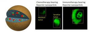Using reporter nanoparticles loaded with either a chemotherapy or immunotherapy, researchers could distinguish between drug-sensitive and drug-resistant tumors in a pre-clinical model of prostate cancer.
CREDIT: Ashish Kulkarni, Brigham and Women's Hospital