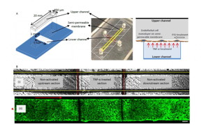 This is a graphical schematic (left) and photograph (center) of the bi-layer device showing the upper (marked with yellow lines) and lower (marked with red lines) channel separated by a semi-permeable membrane. The schematic on the right depicts the culture of a monolayer of endothelial cell on the semi-permeable membrane and the manner in which TNF-α treatment is performed from the lower channel. B, (i) Bright field image of the upper (marked with yellow lines) and lower (marked with red lines) channel defining the upstream, TNF-α activated and downstream sections, (ii) Fluorescently labeled F-actin cytoskeleton (FITC phalloidin) images of confluent BAOEC layer aligned to flow (12 dyne/cm2 FSS for 24 hrs). The cells are cultured on the semi-permeable membrane in the upper channel of the device. Arrow shows flow direction (Scale bar: 100 μm)
CREDIT: Yaling Liu
