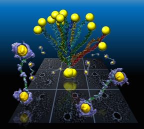 In a Berkeley Lab-led study, flexible double-helix DNA segments connected to gold nanoparticles are revealed from the 3-D density maps (purple and yellow) reconstructed from individual samples using a Berkeley Lab-developed technique called individual-particle electron tomography or IPET. Projections of the structures are shown in the background grid.Credit: Berkeley Lab