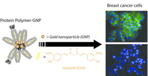 Gold nano particle molecule delivers curcumin to cancer cells.NYU Tandon School of Engineering