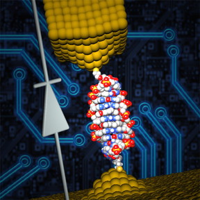 The University of Georgia and Ben-Gurion University research team site-specifically inserted a small molecule named coralyne into the DNA and were able to create a single-molecule diode, which can be used as an active element in future nanoscale circuits.
CREDIT: University of Georgia and Ben-Gurion University