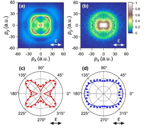 Momentum images of the N+ fragment ions produced by dissociation ionization starting from (a) the X2Π state and (b) the A2Σ+ state in few-cycle intense laser fields (8 fs, 1.1  1014 W=cm2). Symmetries with respect to the x and y axis are utilized to reduce the statistical uncertainty. The probe near-infrared laser polarization direction is denoted with ε. (c),(d) Polar plots of the fragment angular distributions obtained for the X2Π and A2Σ+ initial states, respectively. The distributions are evaluated on the c3Π dissociation pathway. Solid lines are theoretical tunnelling ionization yields calculated by weak-field asymptotic theory under the adiabatic approximation.
