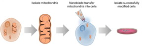This diagram illustrates the process of transferring mitochondria between cells using the nanoblade technology.
CREDIT: Alexander N. Patananan
