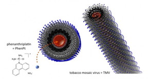When packaged inside tobacco mosaic virus nanoparticles, phenanthriplatin is delivered to tumors, where it was shown to be more effective in vivo than an approved platin.
CREDIT: Case Western Reserve University