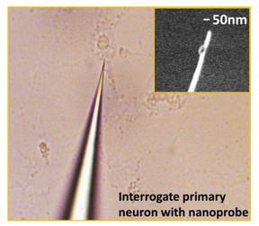 The 50-nanometer tip of this nanoplasmonic fiber tip probe allows direct measurement of protein levels in living single cells.
CREDIT: Feng Liang, PhD, Rowland Institute, Harvard University