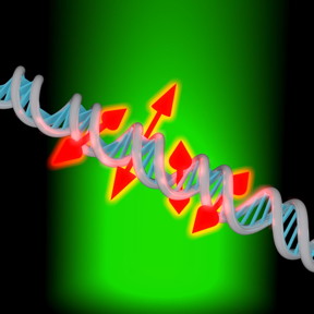 A new imaging technique allows researchers to image both the position and orientation of single fluorescent molecules attached to DNA.
CREDIT: Maurice Y. Lee, Stanford University