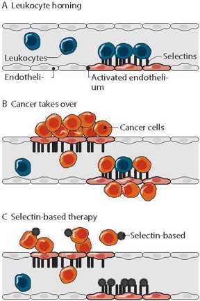 This is a schematic illustration of selectins' role in inflammation (A) and cancer progression (B). This mechanism can be used for selectin-based targeted therapy (C). This material relates to a paper that appeared in the June 29, 2016 issue of Science Translational Medicine, published by AAAS. The paper, by Y. Shamay at Memorial Sloan Kettering Cancer Center	in	New York, NY, and colleagues was titled, "P-selectin is a nanotherapeutic delivery target in the tumor microenvironment."
CREDIT: Kedmi et al., Science Translational Medicine (2016)