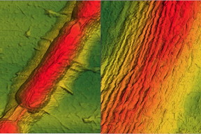 Atomic force microscopy image of a graphene sheet draped over a Bacillus bacterium (left). The bacterium is about 1 micron or 1/25,000 of an inch wide. After applying vacuum and heat treatment, regular wrinkles form in the graphene (right, at twice the magnification). Photo: UNIVERSITY OF ILLINOIS AT CHICAGO/Vikas Berry