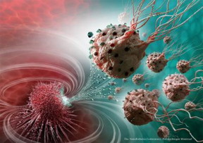 The legions of nanorobotic agents are actually composed of more than 100 million flagellated bacteria -- and therefore self-propelled -- and loaded with drugs that moved by taking the most direct path between the drug's injection point and the area of the body to cure.
CREDIT: Montral Nanorobotics Laboratory