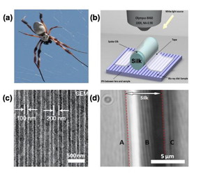 (a) Nephila edulis spider in its web. (b) Schematic drawing of reflection mode silk biosuperlens imaging. The spider silk was placed directly on top of the sample surface by using a soft tape, which magnify underlying nano objects 2-3 times (c) SEM image of Blu-ray disk with 200/100 nm groove and lines (d) Clear magnified image (2.1x) of Blu-ray disk under spider silk superlens.
CREDIT: Bangor University/ University of Oxford