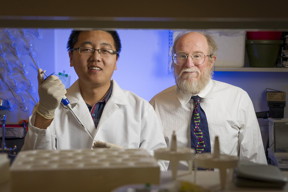 Duke graduate student Tianqi Song and computer science professor John Reif have created strands of synthetic DNA that, when mixed together in a test tube in the right concentrations, form an analog circuit that can add, subtract and multiply as the molecules form and break bonds. While most DNA circuits are digital, their device performs calculations in an analog fashion, without requiring special circuitry to convert signals to zeroes and ones first.

Photo by John Joyner