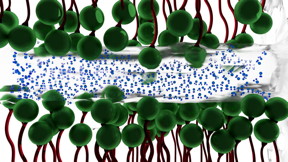 Researchers at The University of Akron have discovered that a thin layer of water (blue molecules ) between two charged surfaces composed of surfactants (green molecules) --becomes ice-like, lessening the friction between the two surfaces.
CREDIT: The University of Akron