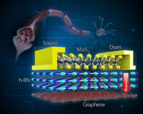 In the junctions (synapses) between neurons, signals are transmitted from one neuron to the next. TRAM is made by a stack of different layers: A semiconductor molybdenum disulfide (MoS2) layer with two electrodes (drain and source), an insulating hexagonal boron nitride (h-BN) layer and graphene layer. This two-terminal architecture simulates the two neurons that made up to the synaptic structure. When the difference in the voltage of the drain and the source is sufficiently high, electrons from the drain electrode tunnel through the insulating h-BN and reach the graphene layer. Memory is written when electrons are stored in the graphene layer, and it is erased by the introduction of positive charges in the graphene layer.
CREDIT:IBS