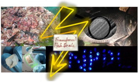 Waste fish scales (upper left corner) are used to fabricate flexible nanogenerator (lower left) that power up more than 50 blue LEDs (lower right). An enlarged microscopic view of a fish scale shows the well-aligned collagen fibrils (upper right). The possibility of making a fish scale transparent (middle) and rollable (extreme left lower corner) is also illustrated.
CREDIT: Sujoy Kuman Ghosh and Dipankar Mandal/Jadavpur University