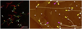 (Left) Growth of tandem fluorescent fibrils is shown. Scale bar = 20 micrometers. (Right) Fibrils extended from gold nanoparticles placed on the surface of a substrate. Scale bar = 1 micrometer.
CREDIT: Hokkaido University