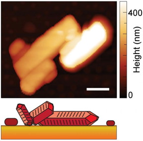 This image shows the crystal shape and height of a material known as PTCDA, with height represented by the shading (white is taller, darker orange is lowest). The white scale bar represents 500 nanometers. The illustration at bottom is a representation of the crystal shape.
CREDIT
Berkeley Lab, CU-Boulder